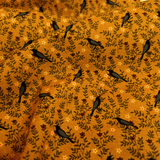 Cotone Americano H 110 cm - UCCELLINI SUI RAMI/OCRA SCURO